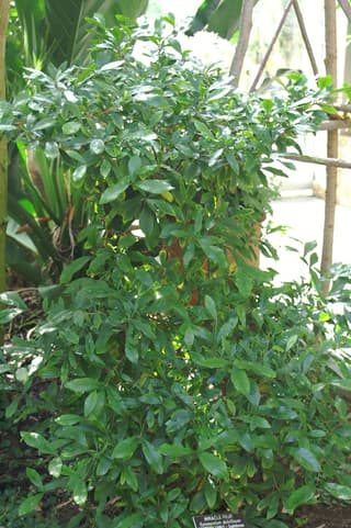 Miracle Berry