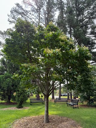 Lilo árbol japonés