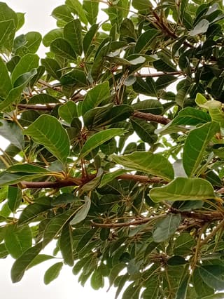 Syzygium (genus)