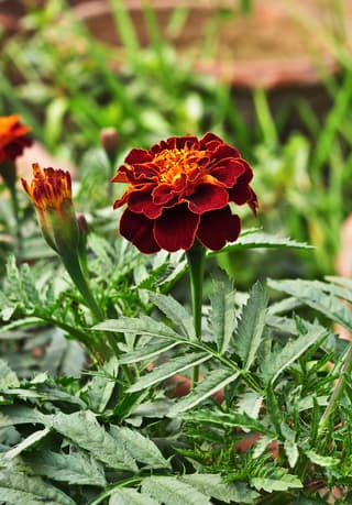 French marigold