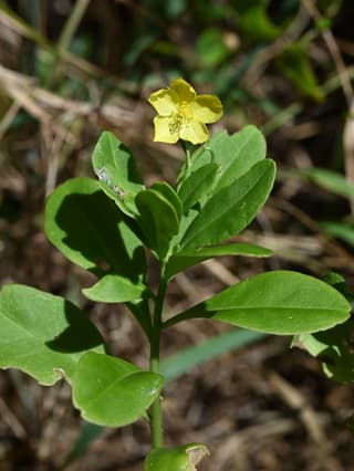 Talinum křovité