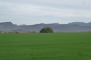 Athel tamarisk