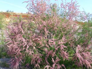 Francuska tamariska