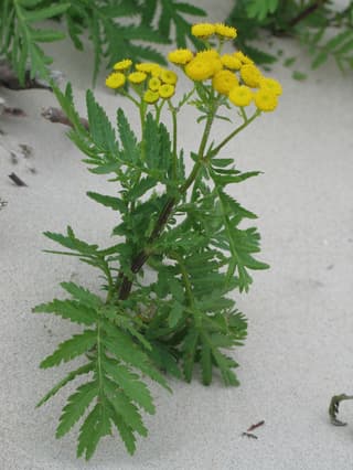 Tansy