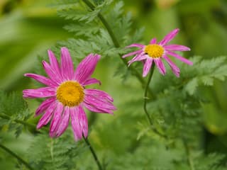 Painted Daisy