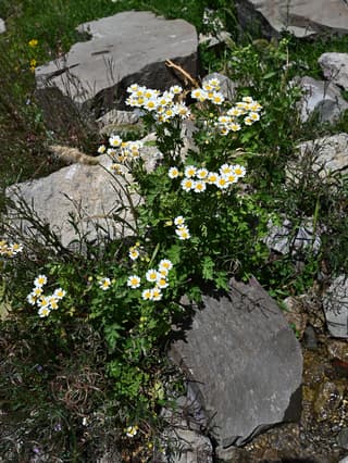 Feverfew
