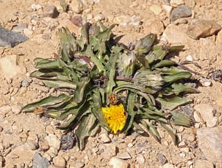 Horned Dandelion