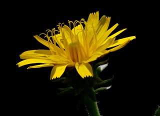 Dandelion