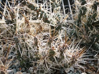 Cactus à aiguillons de papier