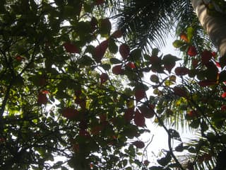 Tropical Almond