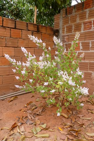 Ginger Bush