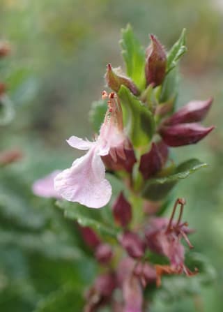 Germander