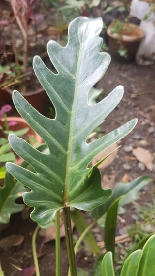 Xanadu Philodendron