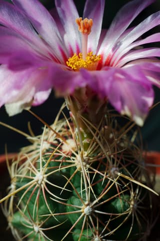 Thelocactus