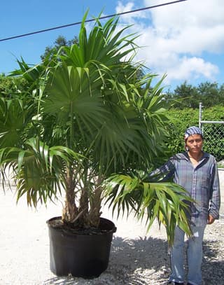 Palmier chaume de Floride