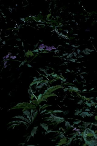 Thunbergie à feuilles de laurier