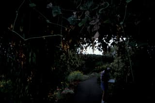 Vinha-trompete-de-Mysore