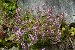 Thyme