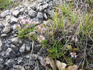 Mediterranean Thyme