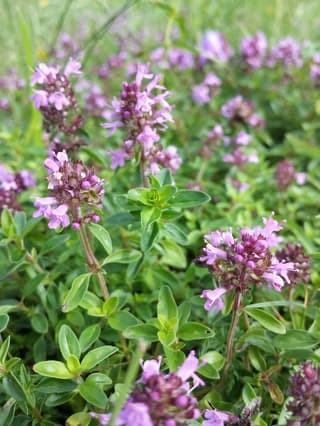 Tomilho-de-folhas-largas