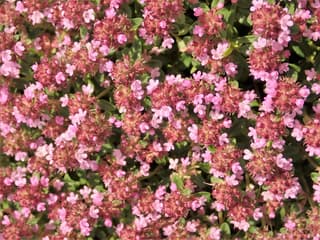 Wild Thyme