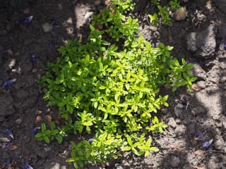 Lemon thyme