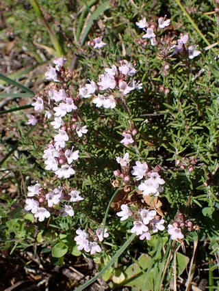 Spanish Thyme