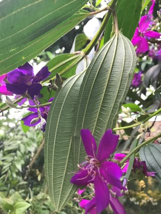 Princess Flower