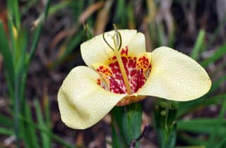 Flor-tigre