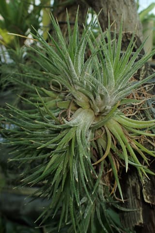 Tillandsia