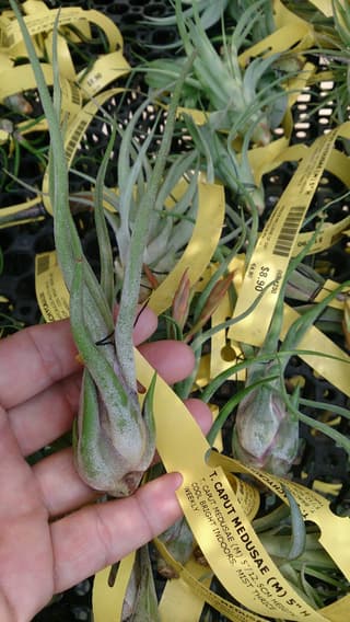 Medusa's Head Air Plant