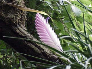 Pena-de-rosa