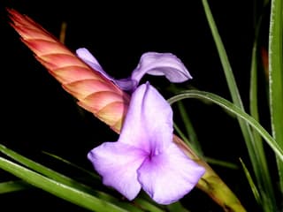 Tillandsia-guatemalteca