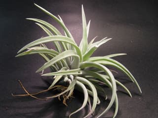 Harris's Air Plant