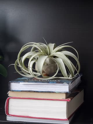 Rainha das Tillandsias