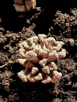 Titanopsis