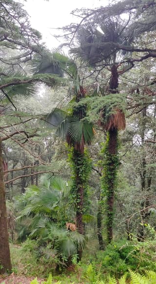 Kumaonska palma