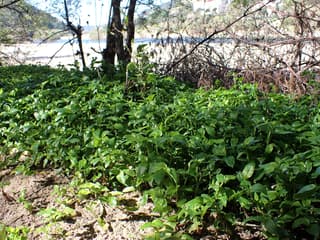 Trapoeraba