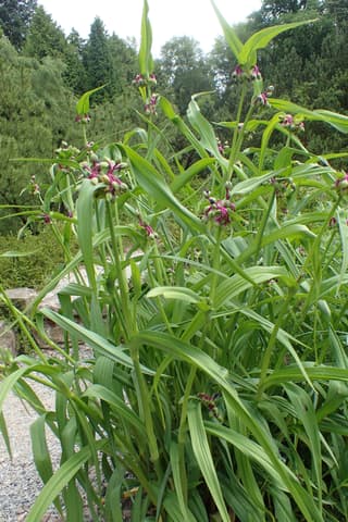 Trapoeraba-da-virgínia