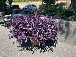 Tradescantia Zebrina