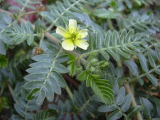 Puncturevine