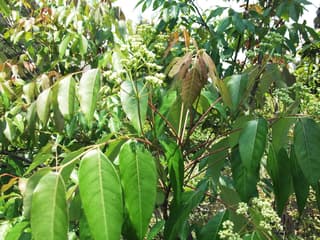 Catuaba
