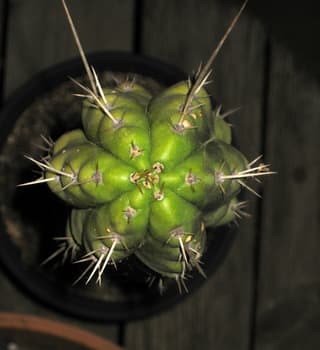 Peruvian torch cactus