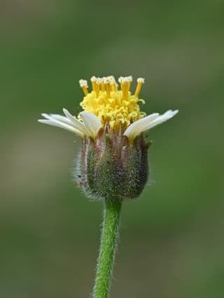 Erva-de-touro