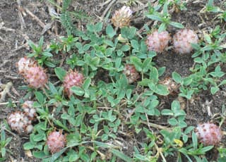 Strawberry Clover