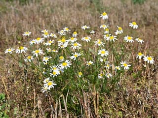 Scentless Chamomile
