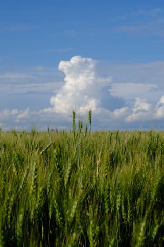 Common wheat