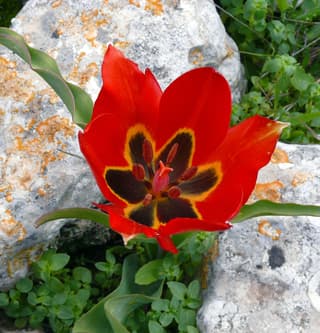 Tulipa-de-Agen