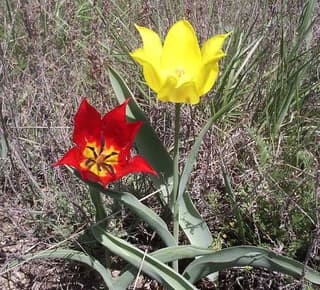 Tulipa