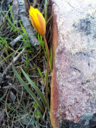 Tulipe sauvage